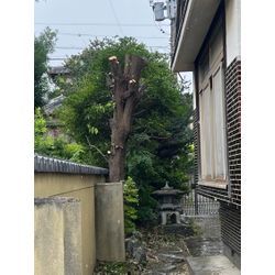 高木伐採の画像2