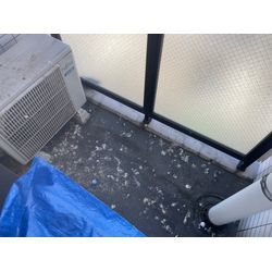 鳥害対策の画像2