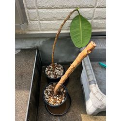 お客様からお預かりして再生管理の画像1