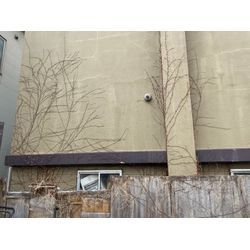 📞「2階まであるツタをどうにかしてほしい」の画像1