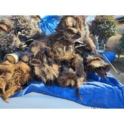 1月最終日もご近所様で庭木剪定＆伐採　〜群馬高崎の植木屋ゆうさんShortBlog〜の画像1