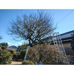 1月最終日もご近所様で庭木剪定＆伐採　〜群馬高崎の植木屋ゆうさんShortBlog〜の画像3