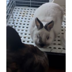 赤ちゃん・ペットのいるご家庭応援！新春割引実施中の画像1