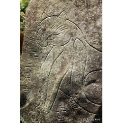 眼光するどいお猫さまの画像1