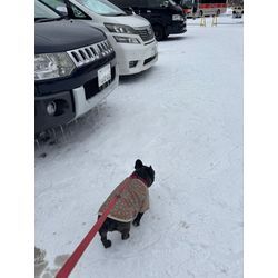 雪遊び⛄️🐾の画像1