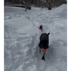 雪遊び⛄️🐾の画像2