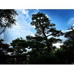 剪定致しました　一人工の黒松の画像1