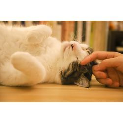 あけましておめでとうございますの画像1