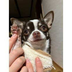 あけましておめでとうございますの画像2