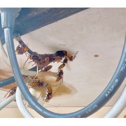 🐝◤9月もご依頼ありがとうございました！宮城県の蜂の巣駆除は東北便利隊員にお任せください🔥◢の画像1