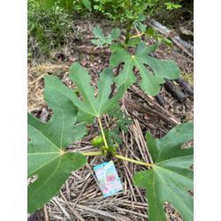 イチジクの画像2