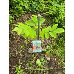 イチジクの画像3