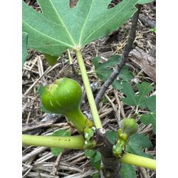 イチジクの画像1