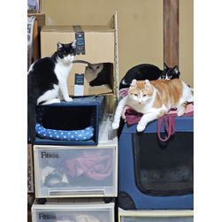 あけましておめでとうございます！の画像2