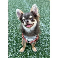 ペットがいる場合のお引越しについての画像3