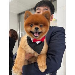 リングドッグ　ポメラニアンちゃんの画像1