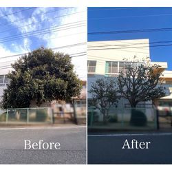 自宅前の大木の剪定！劇的な変化と暮らしへの影響の画像1