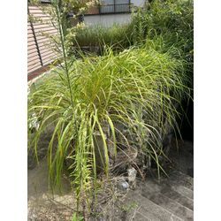 空き家の草木・不動産売却までの管理もお任せ！の画像1