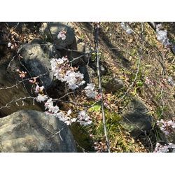 卒業シーズン 完走🏃‍♀️ありがとうございました！の画像1