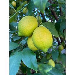 「お庭を整えると、心も軽くなる。年末の近況とテレビ出演のお知らせ」の画像1