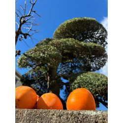 「お庭を整えると、心も軽くなる。年末の近況とテレビ出演のお知らせ」の画像2