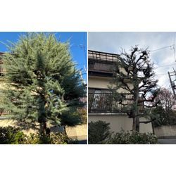 「お庭を整えると、心も軽くなる。年末の近況とテレビ出演のお知らせ」の画像3