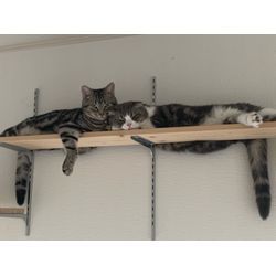 DIYでキャットウォーク作ってみた!の画像3