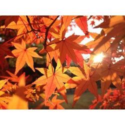 片付けを依頼したら、夫が片付けるようになった＝お客様事例＝の画像2