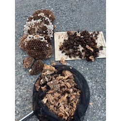 モンスズメバチvsＫ君の画像3