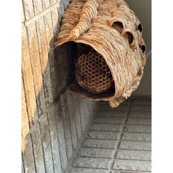 モンスズメバチvsＫ君の画像1