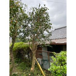 ツバキのお手入れの画像1