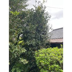 ツバキのお手入れの画像2