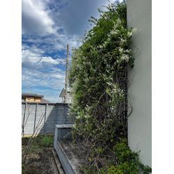 来週着工予定の現場準備｜ウッドデッキ植栽の撤去作業を行いました！の画像2