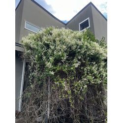 来週着工予定の現場準備｜ウッドデッキ植栽の撤去作業を行いました！の画像1