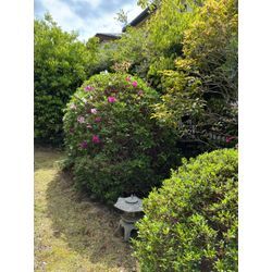 スッキリの画像1