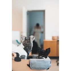 リングドッグのご依頼についての画像1