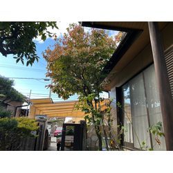 剪定しました　ハナミズキの画像1