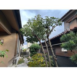 剪定しました　ハナミズキの画像3