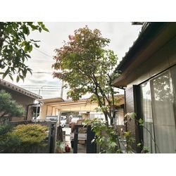 剪定しました　ハナミズキの画像2