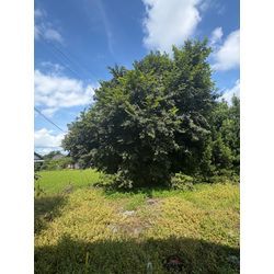 八代市　F様宅　伐採 ③の画像1