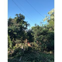 八代市　F様宅　伐採 ③の画像2