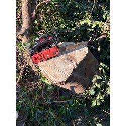 八代市　F様宅　伐採 ③の画像3