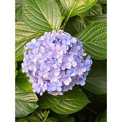 謝らない人、謝れない人。の画像1