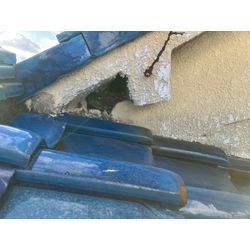 大阪府にてネズミ被害駆除防除対策を行いました。の画像1