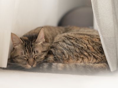 【モニターキャンペーン実施中！】自然なワンちゃん、ネコちゃん撮影します！
