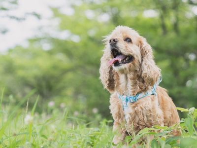 愛犬との時間はあっという間、思い出を残しませんか？ペット専門カメラマンが撮影