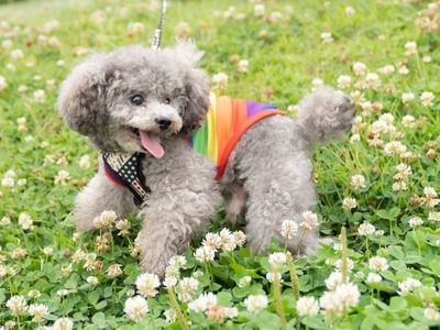 愛犬との時間はあっという間、思い出を残しませんか？ペット専門カメラマンが撮影