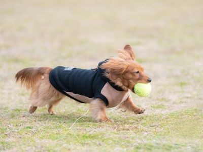 カップル、ファミリー、ワンちゃん大歓迎　ワンちゃんが大好物なカメラマンです