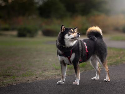 愛犬の個性や雰囲気を引き出した、他にない唯一無二の写真をお届けします。