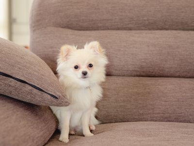 動物好きなカメラマンへお任せくださいませ。様々なシチュエーションに対応します